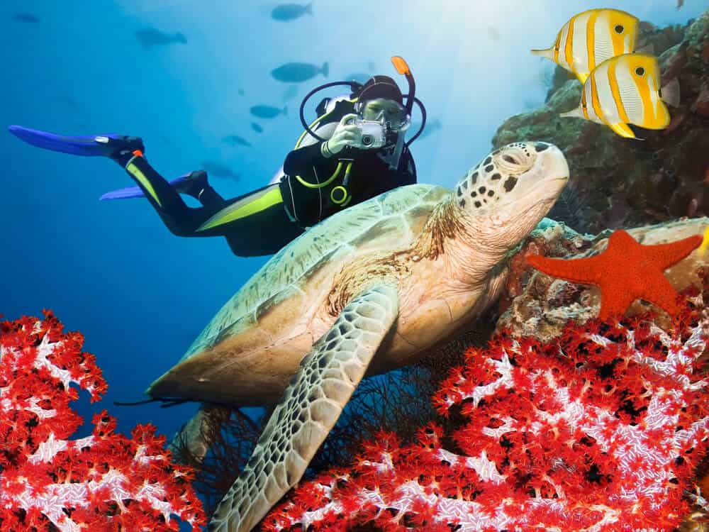 suba diver taking photo of a green turtle